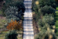 HOTEL PANORAMIC - Un sogno chiamato ....Toscana